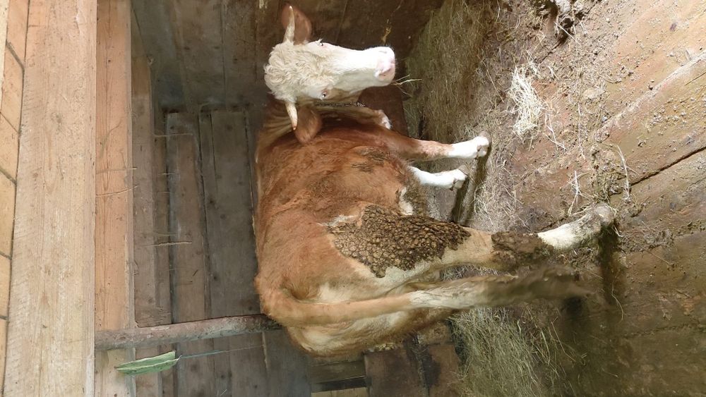 Vând vacă gestantă