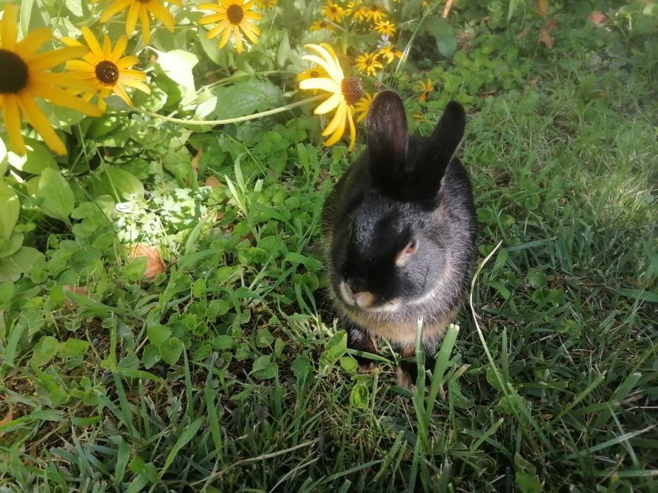 Karlik tikka quloq sames (erkak)