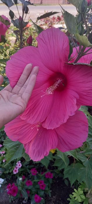 Гибискус травянистый