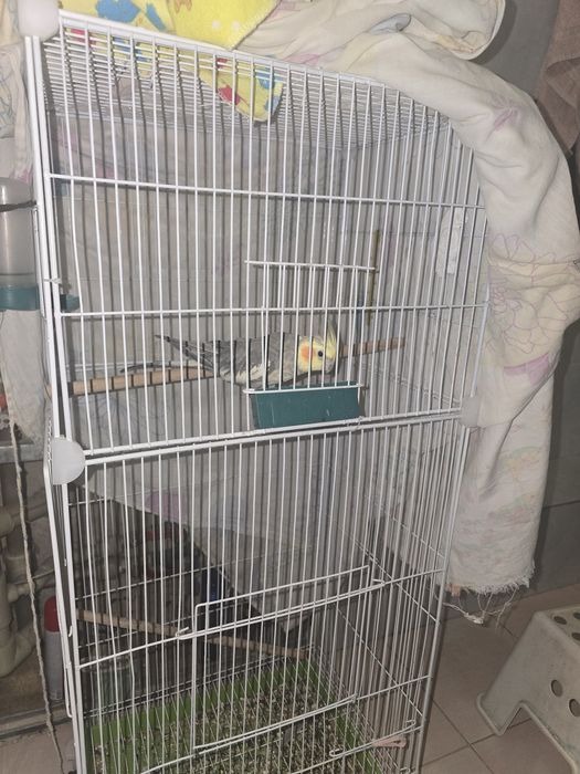 Продам попугай корелла