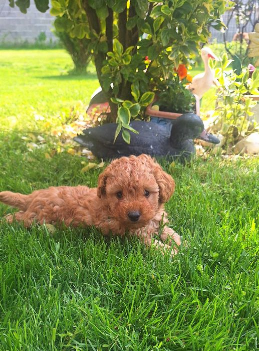 Той Пудел мини Пудел