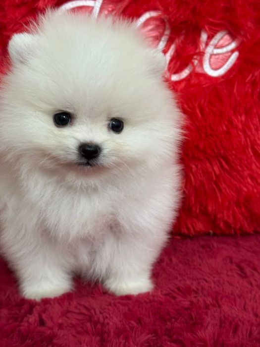 Мими мишки шпицы