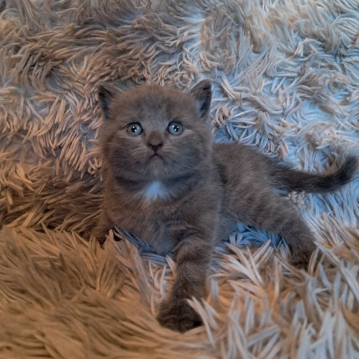 Котята полубританцы