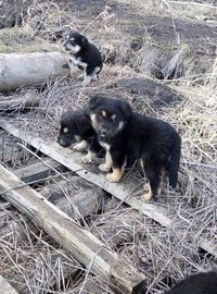 Метисы мальчики и девочки