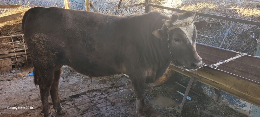 Buqa Sotiladi Vobkent