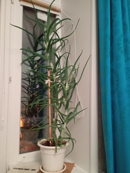 Продам Алоэ классический