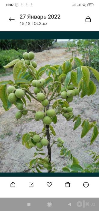 pingledi roziglof em 106  pulini bulip tulasa ham buladi 12 ta viloy