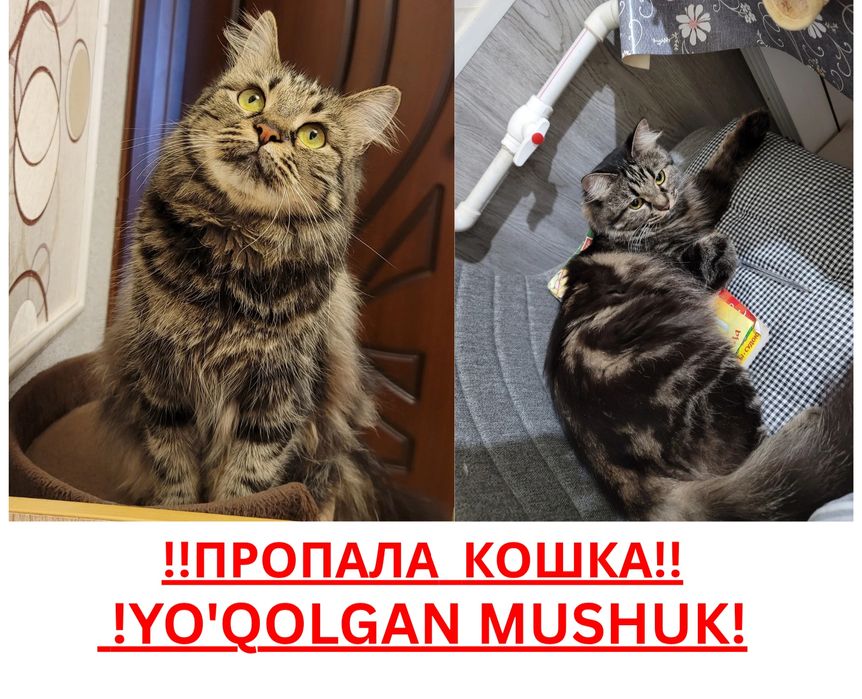 ПРОПАЛА КОШКА г.НАВОИ mushuk yo‘qolgan.