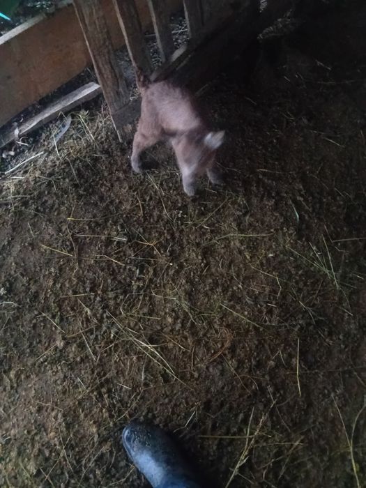 Vand ieduti de cresc la biberonu