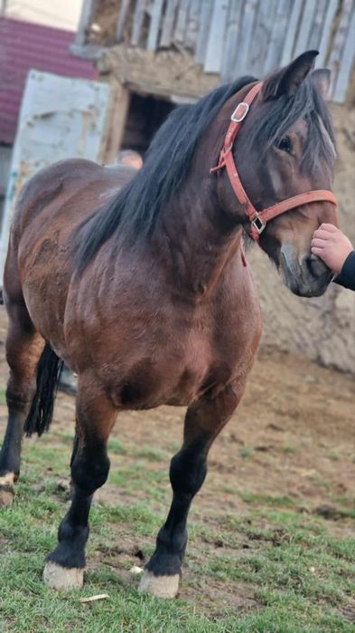 Vând iapa de 4 ani cu mânz de 5 luni