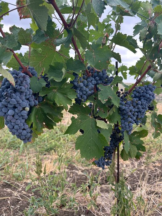 Struguri pentru vin