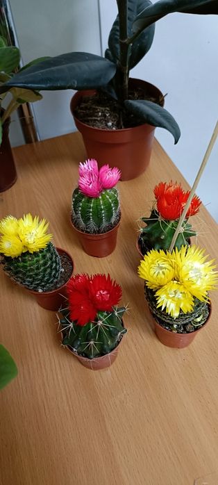 Кактусы:1900 тенге