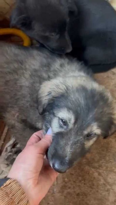 Ищем любящих хозяев щенкам