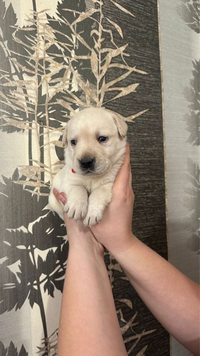 Бронь щенков лабрадора