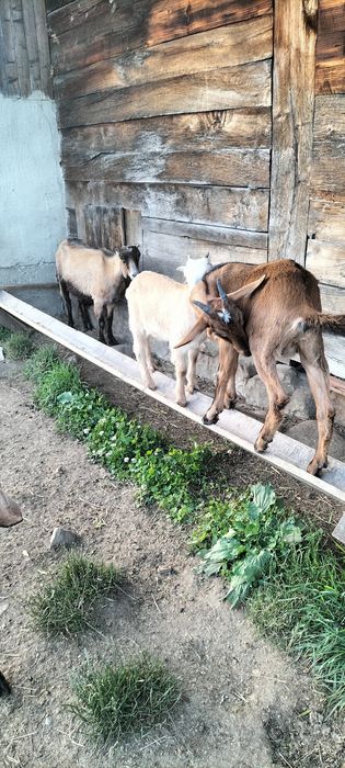 Vînd iezi iedute capre cu lapte sanen .