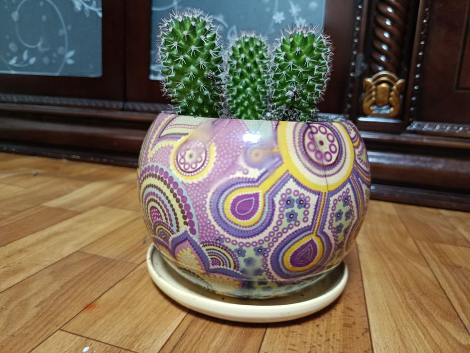 Кактусовое трио.