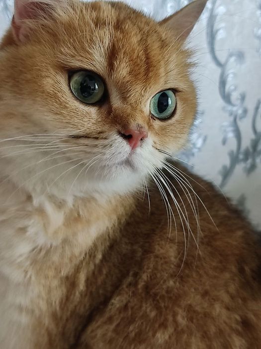 Продам шеншила папаша шотландский скотиш цтрайт