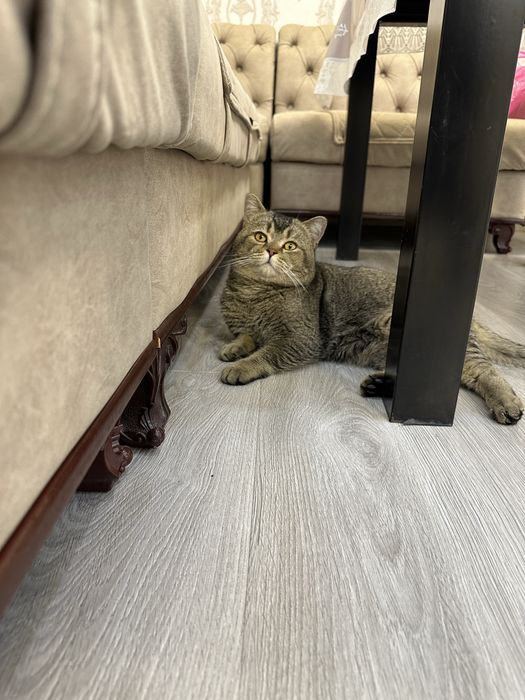 Продаётся красавчик шиншилла