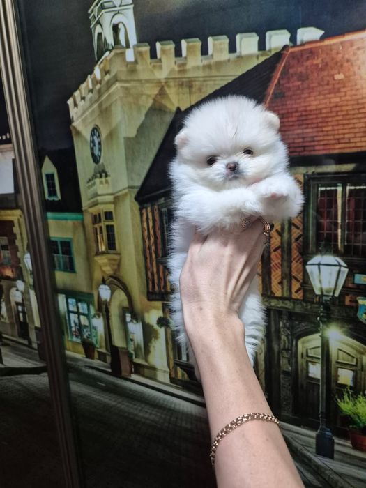 Кремовые щпицы ,продажа