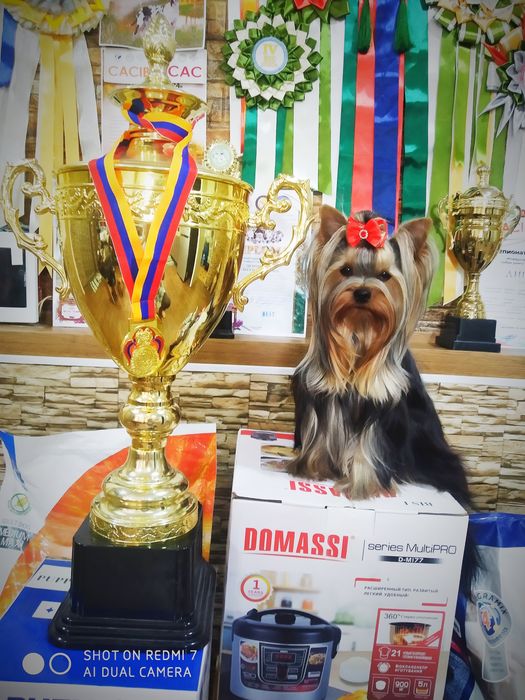 Щенки йоркширский терьер