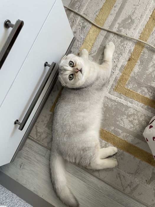 Вязка кот шиншилл