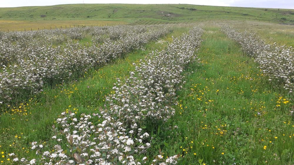 Livada de  Aronia pe 2 Ha