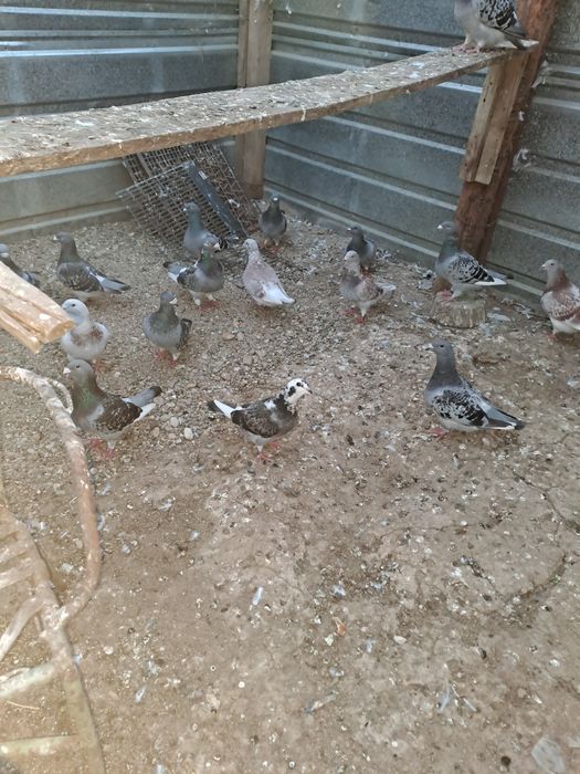 Vând porumbei standard