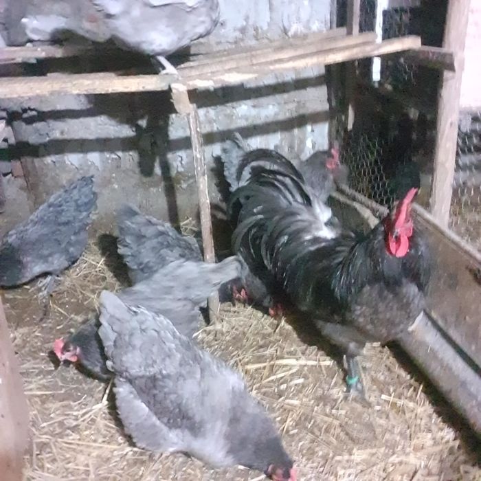 Ouă pentru incubat!