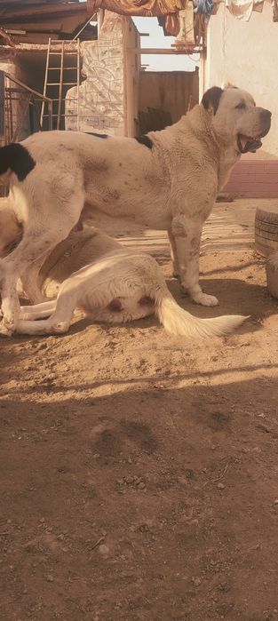 Сатылады мыкты тобет урыктыкка и охранага