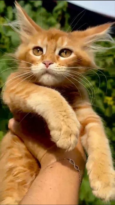 Котята Мейн Куны