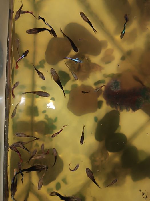 Продам аквариумных рыбок гуппи