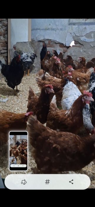 disponibile gaini outoare