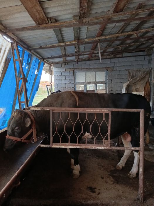 Бокма  ва зотлиг учун