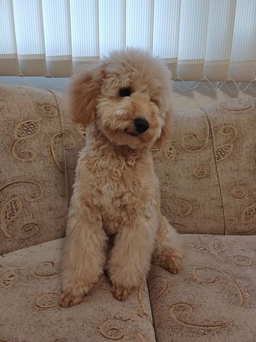 Мини пудел априкот