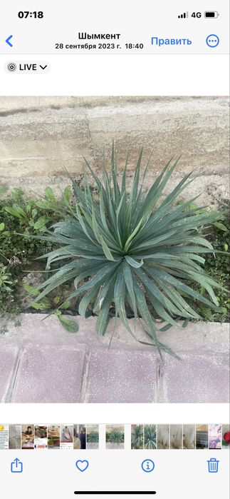 Садовые цветы Юко