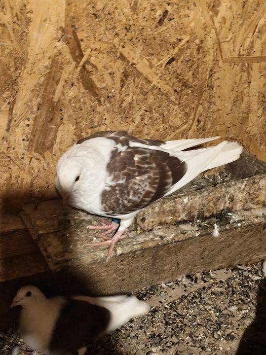 Porumbei voiajori căpăciți