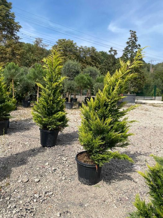 Plante ornamentale rezistente pentru curți și alei