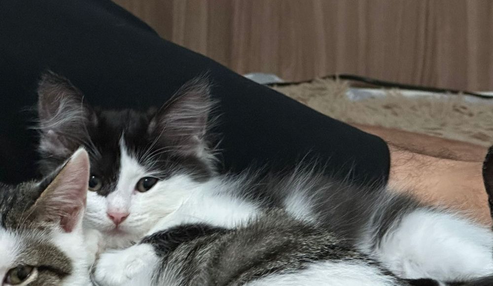 Отдам котят 7 месяцев