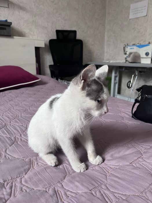 Отдаю котенка в хорошие руки