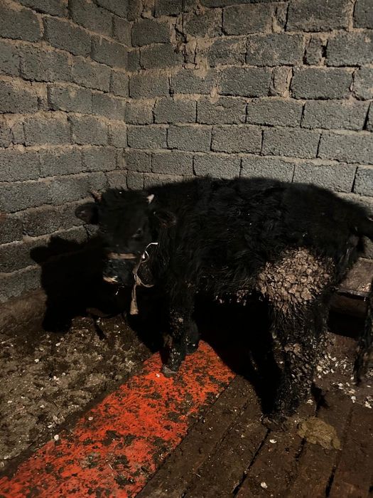 Туркестан сиыр өгізше