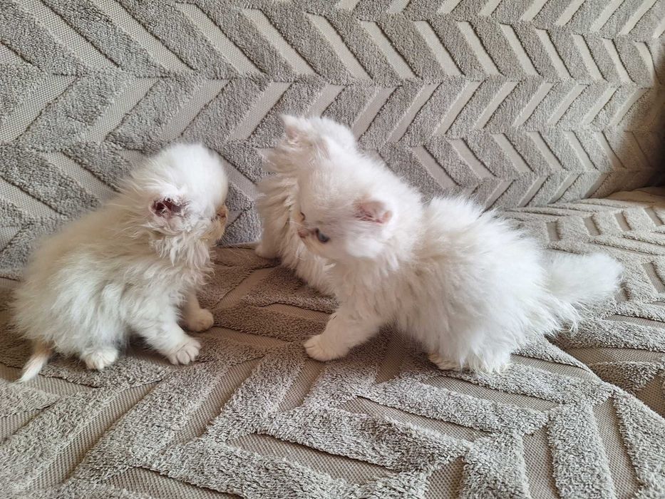 Персийски котенца