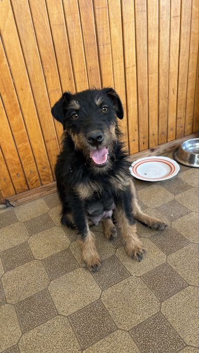 Потерялась собака в районе Иссыка!