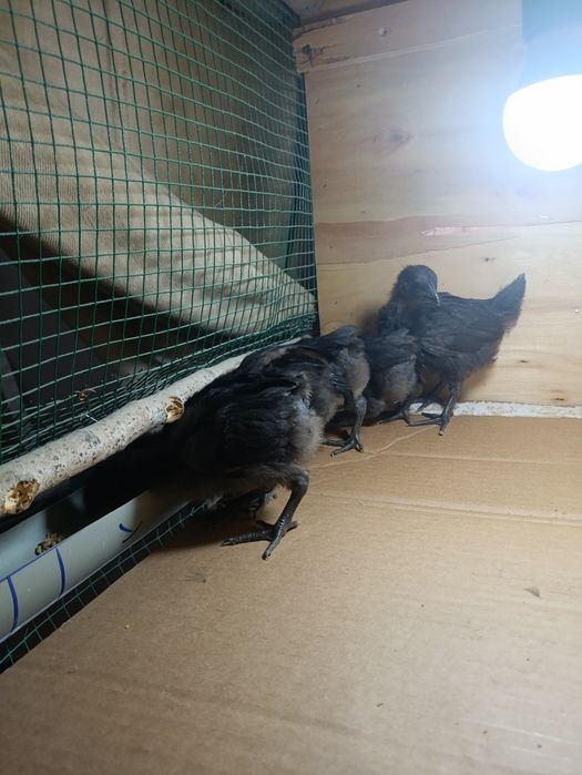 Ухейюл жужалари сотилади