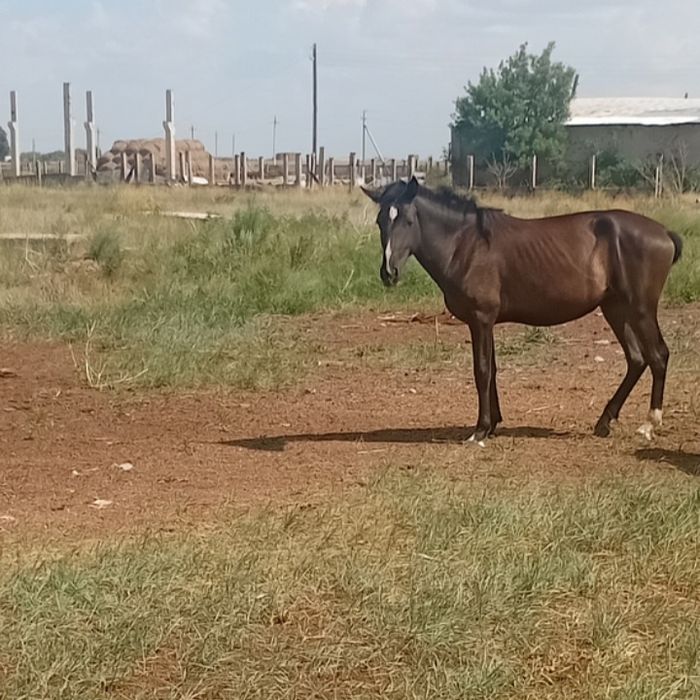 Ұрғашы Тай сатылады