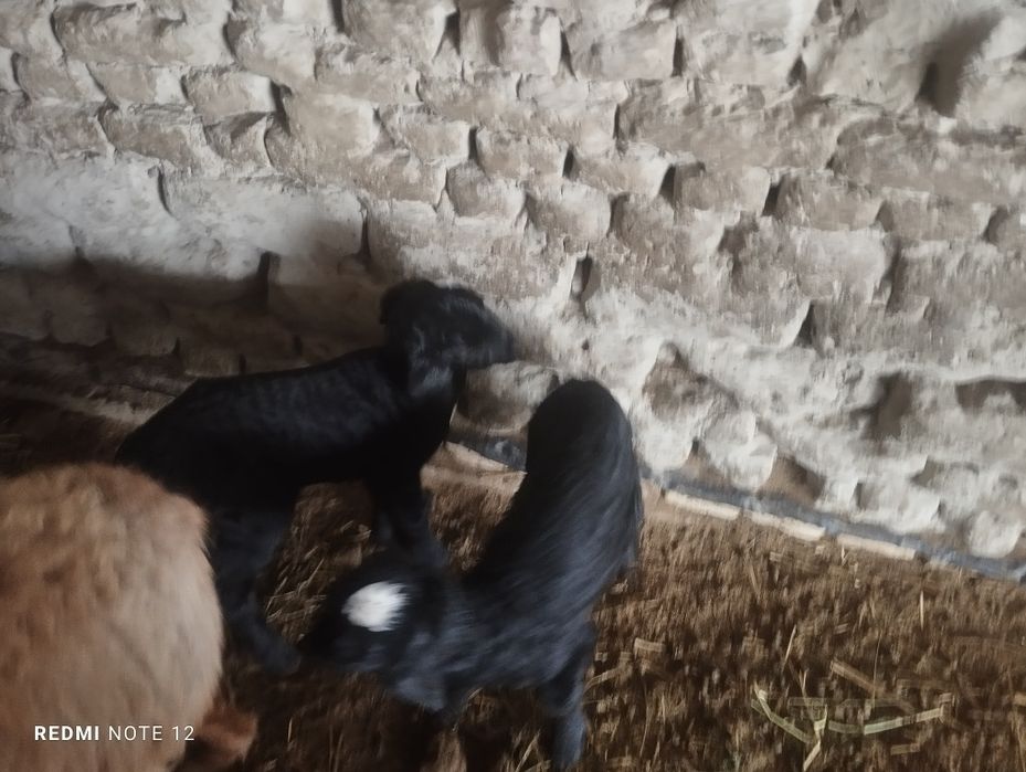 Egizak bolali qo'y soyiladi