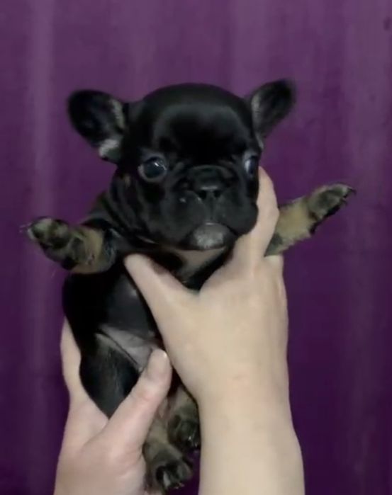 Щенки французского бульдога!