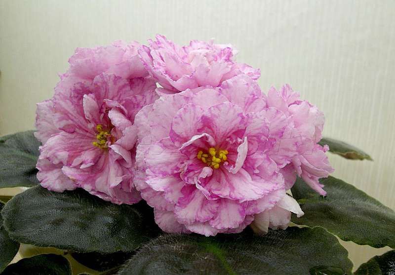 Лист фиалки 350тг