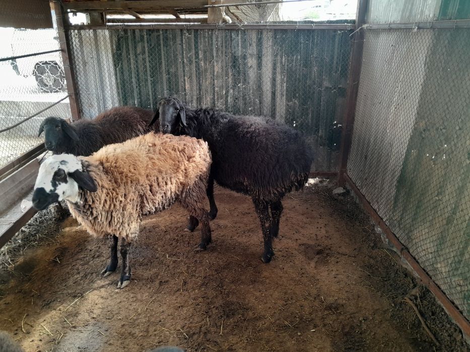 Quylar hamda quchqor sotiladi