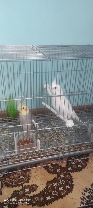 Папугай птицы сатылады