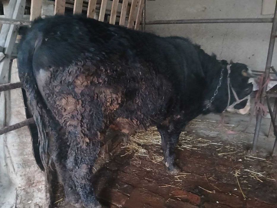 Buqa sotiladi. O'zimizning uyda boqilgan